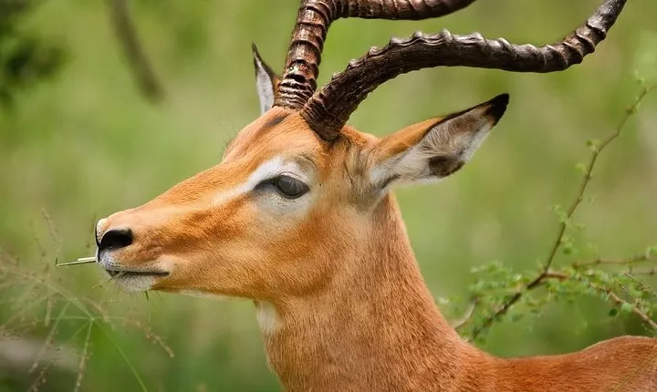 Day Trip Safari in Ngorongoro crater