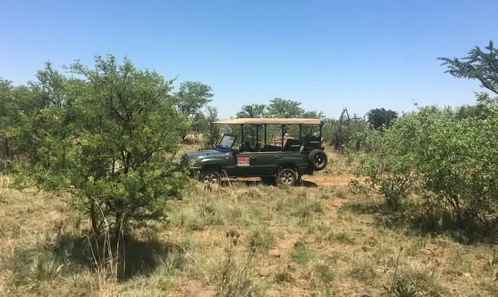Half Day Safari Tour from Johannesburg