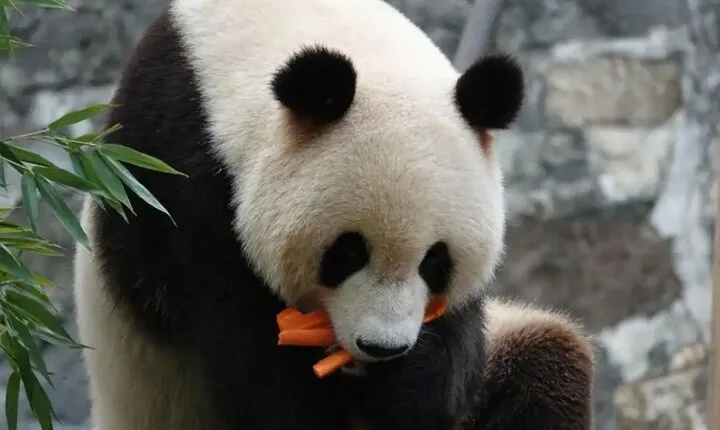 Panda Valley / Dujiangyan / Bipenggou / Siguniang Private Tour