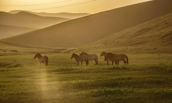 2 Days Tour: Khustai National Park