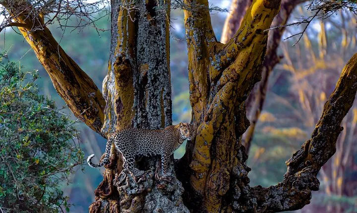 Private Luxury 4 Days Nakuru Park & Maasai Mara National Reserve