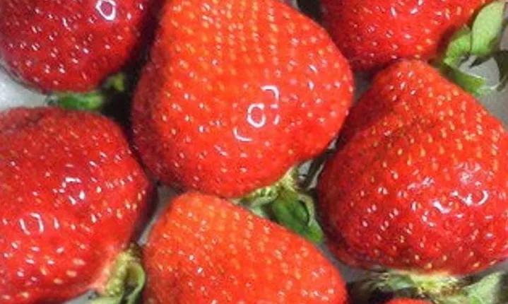 Day Trip to Fruits Pick & Shopping in Fukuoka with Minibus:7m