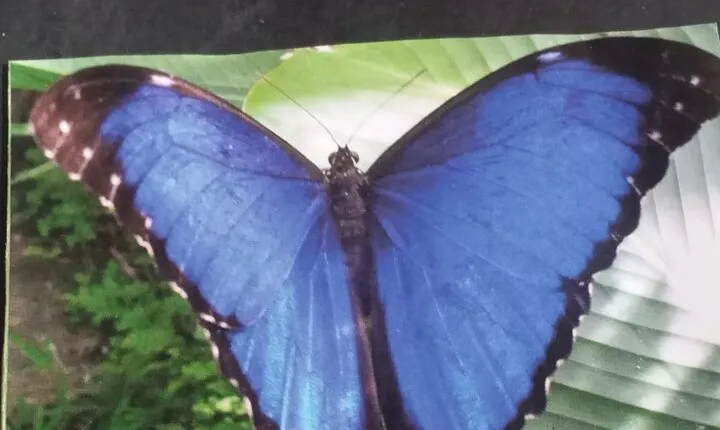 Kukamas Tribe, Butterfly Preserve & Sport Piranha Fishing - All tickets included