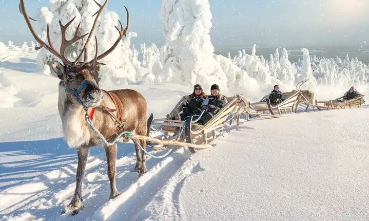 3km Reindeer safari and Traditional Lunch in the Farm