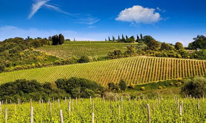 Private Classic Wine Tour in Chianti from Florence