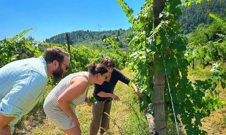 Carmignano Wine Tour with a Somm Small Group