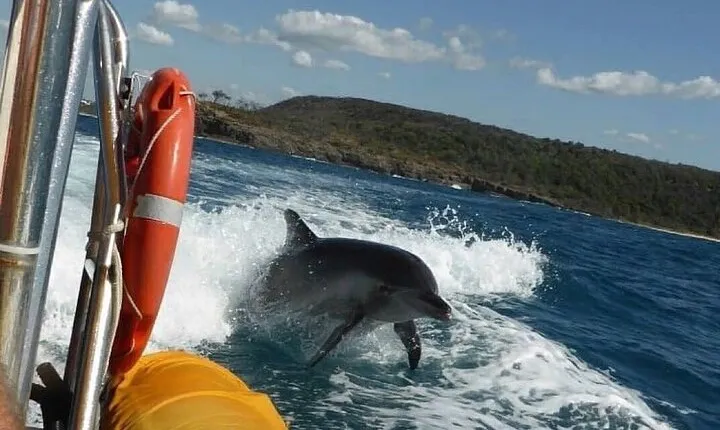 Noosa ocean adventure & Dolphin safari. 