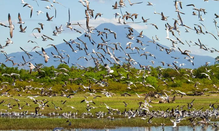 Birdwatching Tours in El Salvador With a Guide
