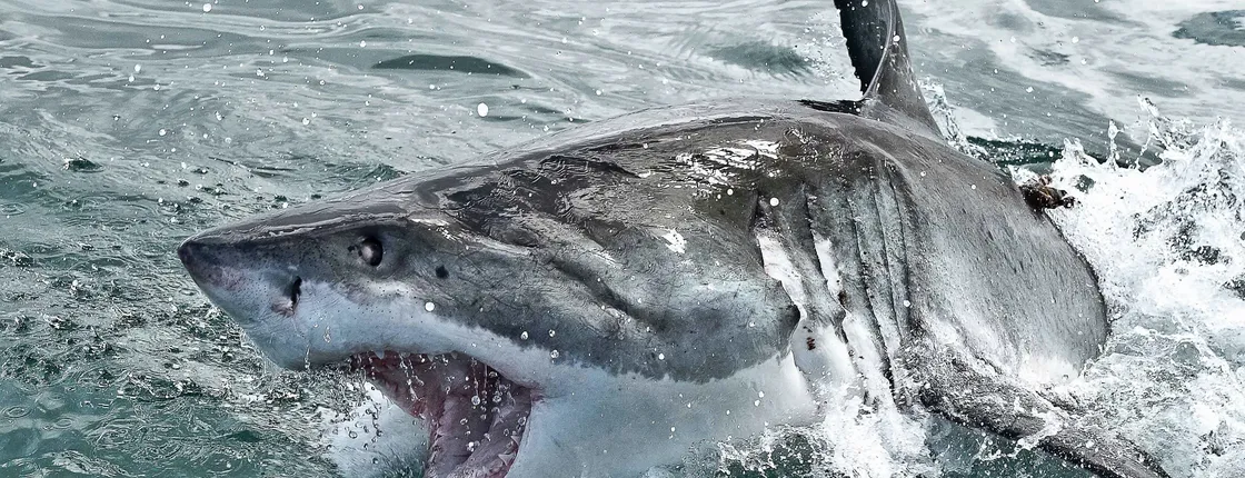 Gansbaai shark cage diving