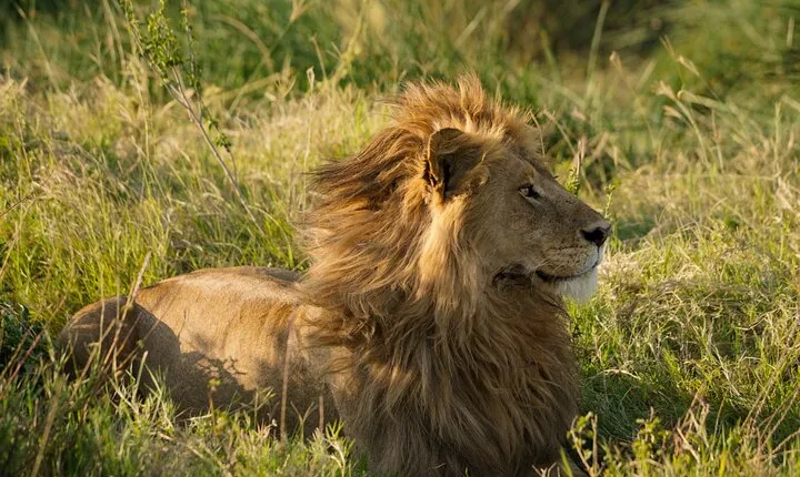 8 Days Private Camping Safari