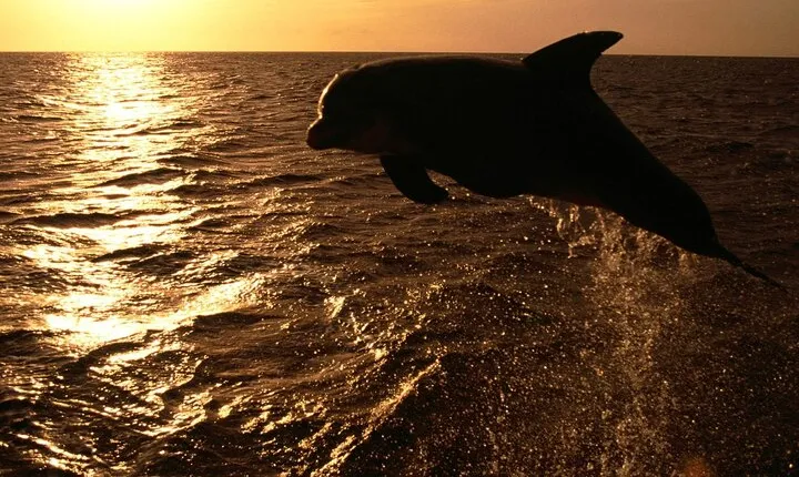 Private Family Dolphin Tour in Poreč