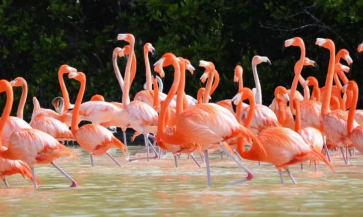3 days discovering the Best of Merida. Visit Uxmal, Celestun and Chichen Itza