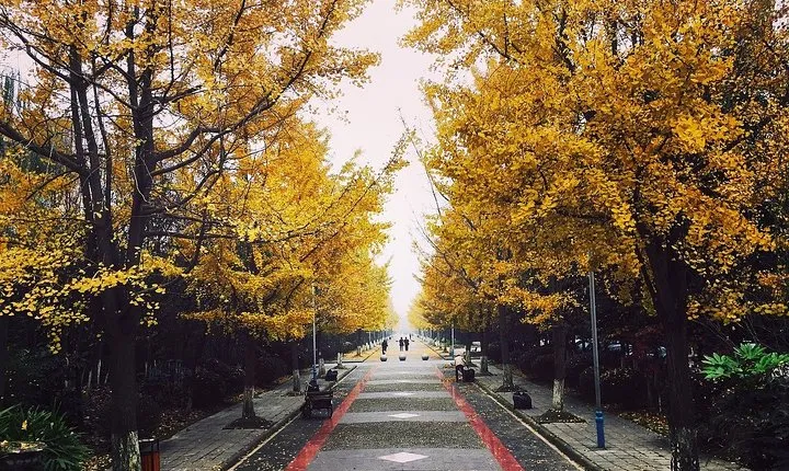 Romantic Tour in Chengdu