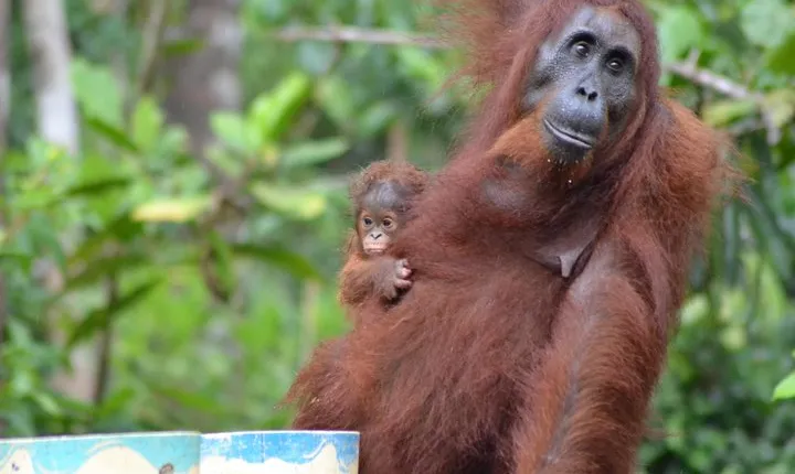 Orangutan Tanjung Puting Day Trip