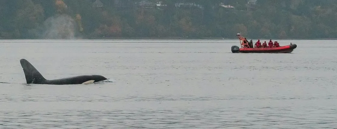 Victoria Winter Whale Watching on a Zodiac Vessel