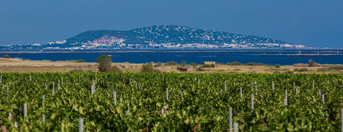 Small-group wine tasting tour from Sète