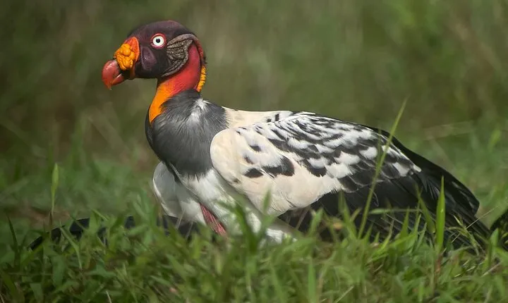 Esquipulas Rainforest - Private Birding - Fully Customizable Tour