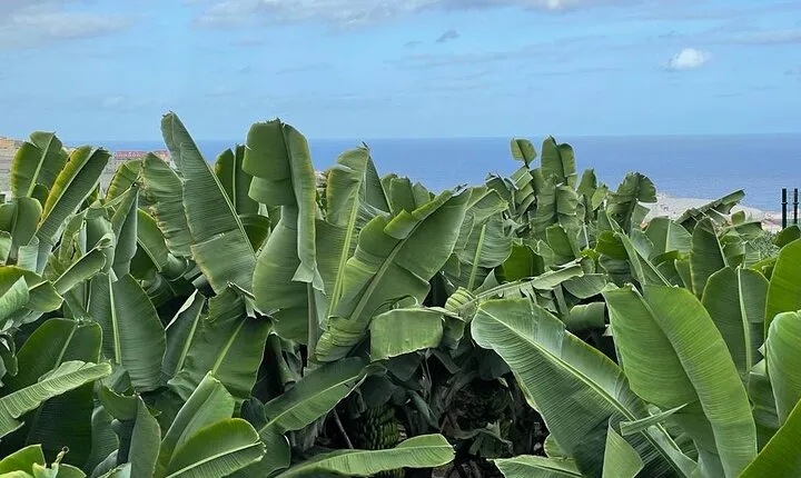 Guided tour of the Banana World
