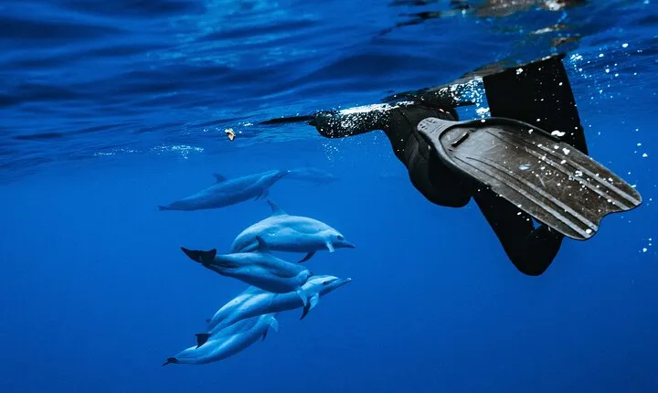 Oahu Swimming with Dolphins Speedboat Adventure