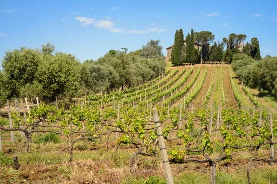Half-day tour of the Roman vineyards and wine tasting