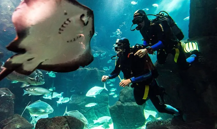 Diving in the Madeira Aquarium