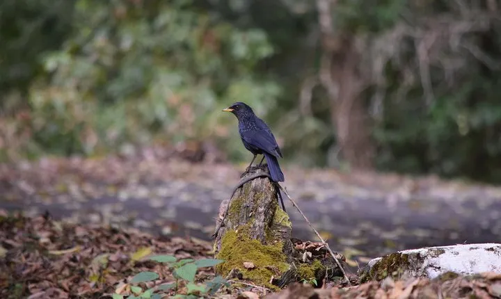 Bird Watching Tour