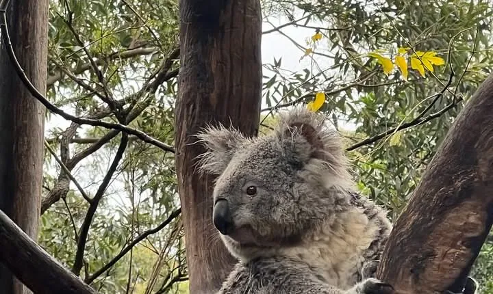 Private Tour Blue Mountains Day Adventure Wildlife + River Cruise
