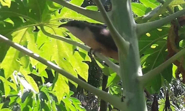 Rain Forest Jungle tour