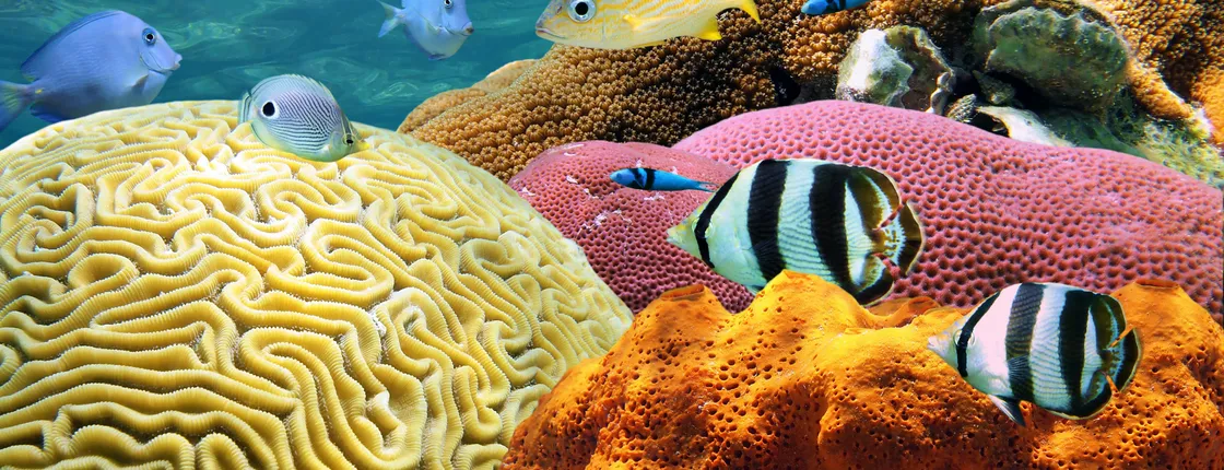 Key West day trip with snorkeling excursion and unlimited drinks