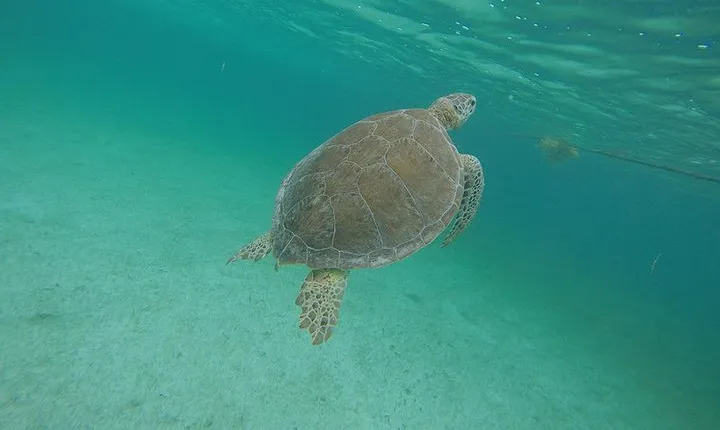 Private Tour: Akumal Marine Turtle Snorkeling from Cozumel