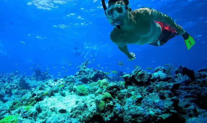 Snorkeling: Ras Mohamed & White Island With Lunch And Drinks