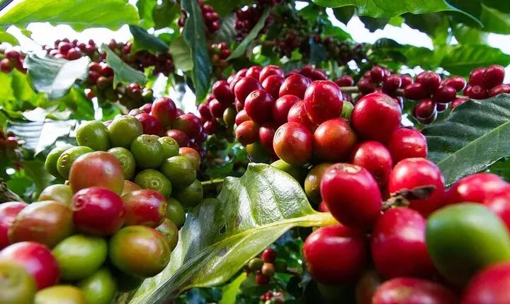 Kiambu Coffee Farm and Factory Guided Tour with Entry Fees