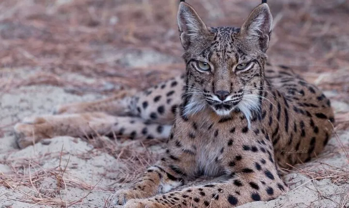 Exploring Doñana and the Iberian Lynx