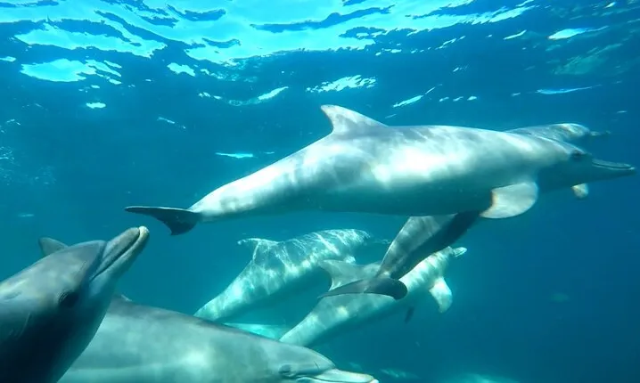 Swim with Wild Dolphins Day Tour