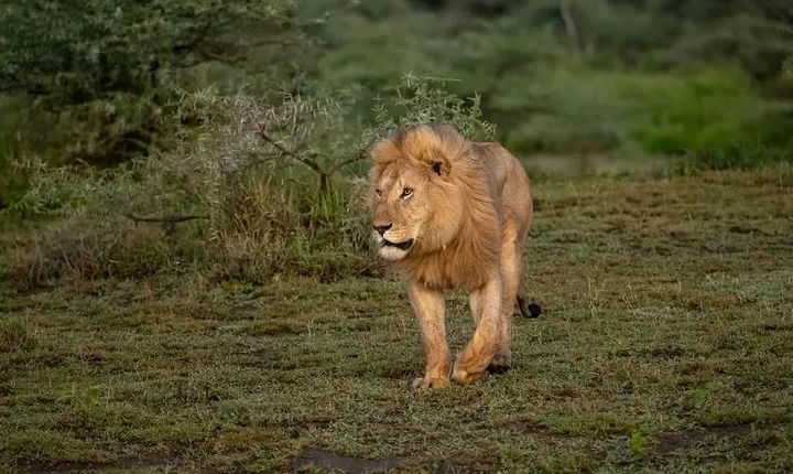 6 Days Safari Wildlife and Culture Tour