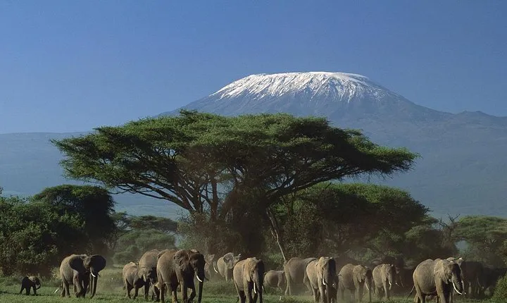 Amboseli Tented Camp 3 Days Safari 