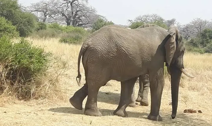 Selous Game Reserve, Mikumi And Ruaha National Park, Udzungwa Mountain 10 Days