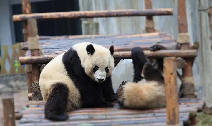 Private Tour Chengdu Panda Breeding Center with Volunteer