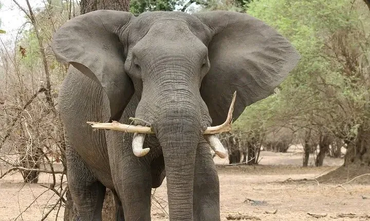 3 Days Private Safari Botswana Short break
