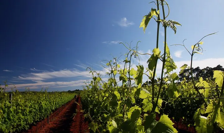 Wine Tasting Experience at the organic winery in Šišan