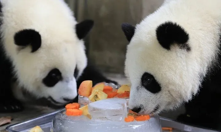 Private Full Day Chengdu Panda Base and Dujiangyan Irrigation System Tour