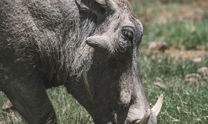 4 Days Tarangire, Serengeti and Ngorongoro Crater Camping Safari 