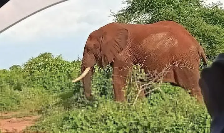 Tsavo Expedition safari