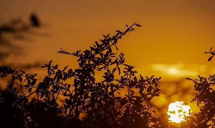 3 Days Selous Game Reserve Safari