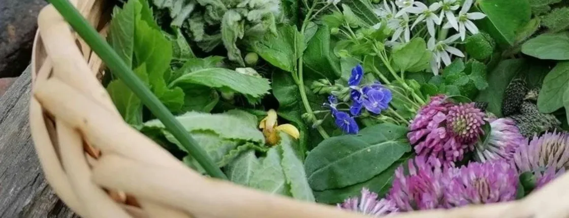 Magdeburg wild plant foraging guided walk