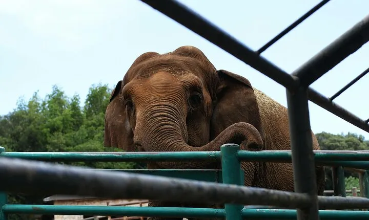 From Delhi: 1-day trip Mathura with Elephant conservation