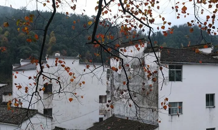 Private Day Tour to Wuyuan Huangling and Likeng villages from Tunxi in Huangshan