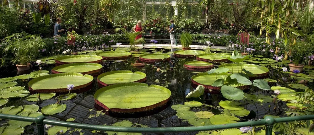 Kew Gardens tickets
