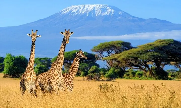 Mt Kilimanjaro Hiking via Marangu Route Day Trip