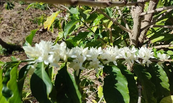 Explore our Coffee and Tropical Fruit Estate